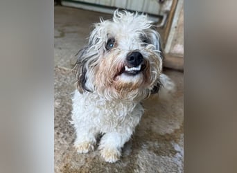 ♥SMILEY♥ ab 4. Sep auf Pflegestelle bei Köln - süßer, ruhiger und liebenswürdiger Junghund 25cm