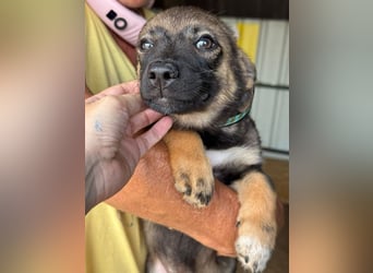 ♥JESSY♥ ab 4. Sep auf Pflegestelle bei Köln-zuckersüße, ganz aufgeschlossene Welpin 20 cm (wachsend)