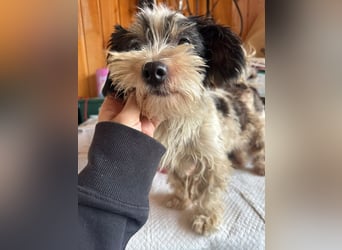 ♥PEGGY♥ ab 9.Okt auf Pflegestelle bei Köln - zuckersüße, aktive, zierliche kleine Junghündin 18cm