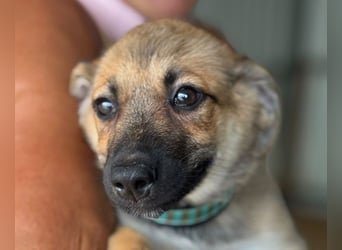 ♥JANNIS♥ ab 4. Sep auf Pflegestelle bei Köln - zuckersüßer, verspielter Welpe 20 cm (wachsend)