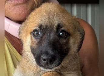 ♥JOSY♥ ab 4. Sep auf Pflegestelle bei Köln - süße, verspielte Welpin 20 cm (wachsend)