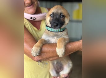 ♥JOSY♥ ab 4. Sep auf Pflegestelle bei Köln - süße, verspielte Welpin 20 cm (wachsend)