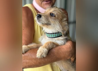 ♥JUDY♥ ab 4. Sep auf Pflegestelle bei Köln -zuckersüße, ganz aufgeschlossene Welpin 20 cm (wachsend)