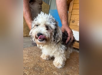♥SMILEY♥ ab 4. Sep auf Pflegestelle bei Köln - süßer, ruhiger und liebenswürdiger Junghund 25cm