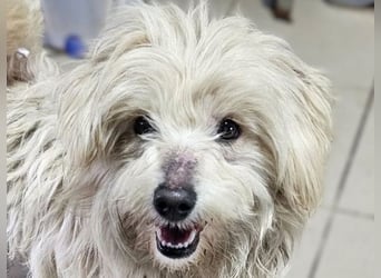 ♥WINFRED♥ ab 21. Mär auf Pflegestelle bei Duisburg-süßer, verschmuster kleiner Wuschel-Mix-Rüde 25cm