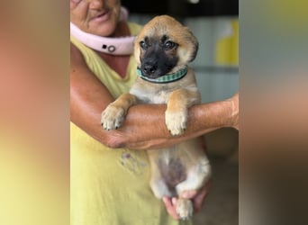 ♥JOSY♥ ab 4. Sep auf Pflegestelle bei Köln - süße, verspielte Welpin 20 cm (wachsend)
