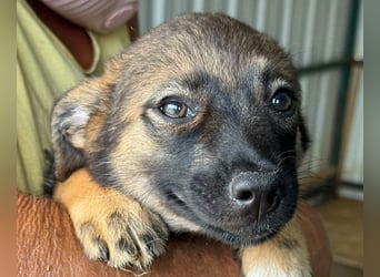 ♥JESSY♥ ab 4. Sep auf Pflegestelle bei Köln-zuckersüße, ganz aufgeschlossene Welpin 20 cm (wachsend)