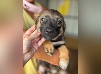 ♥JESSY♥ ab 4. Sep auf Pflegestelle bei Köln-zuckersüße, ganz aufgeschlossene Welpin 20 cm (wachsend)