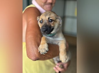 ♥JANNIS♥ ab 4. Sep auf Pflegestelle bei Köln - zuckersüßer, verspielter Welpe 20 cm (wachsend)