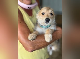 ♥JUDY♥ ab 4. Sep auf Pflegestelle bei Köln -zuckersüße, ganz aufgeschlossene Welpin 20 cm (wachsend)