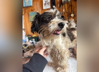 ♥PEGGY♥ ab 9.Okt auf Pflegestelle bei Köln - zuckersüße, aktive, zierliche kleine Junghündin 18cm