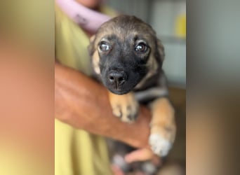 ♥JESSY♥ ab 4. Sep auf Pflegestelle bei Köln-zuckersüße, ganz aufgeschlossene Welpin 20 cm (wachsend)