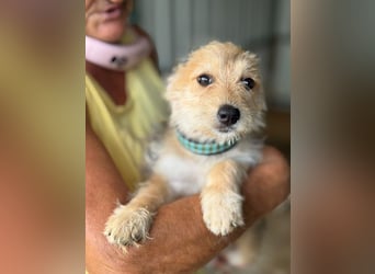♥JUDY♥ ab 4. Sep auf Pflegestelle bei Köln -zuckersüße, ganz aufgeschlossene Welpin 20 cm (wachsend)