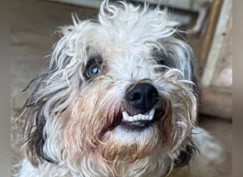♥SMILEY♥ neu auf Pflegestelle bei Köln - süßer, ruhiger und liebenswürdiger Junghund 25cm