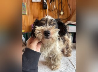 ♥PEGGY♥ ab 9.Okt auf Pflegestelle bei Köln - zuckersüße, aktive, zierliche kleine Junghündin 18cm