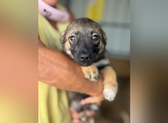♥JESSY♥ ab 4. Sep auf Pflegestelle bei Köln-zuckersüße, ganz aufgeschlossene Welpin 20 cm (wachsend)