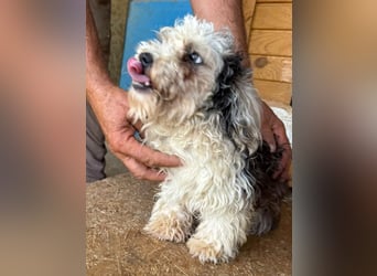♥SMILEY♥ ab 4. Sep auf Pflegestelle bei Köln - süßer, ruhiger und liebenswürdiger Junghund 25cm