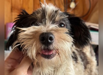 ♥PEGGY♥ ab 9.Okt auf Pflegestelle bei Köln - zuckersüße, aktive, zierliche kleine Junghündin 18cm