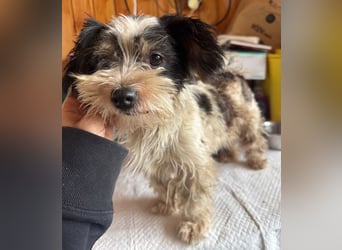 ♥PEGGY♥ ab 9.Okt auf Pflegestelle bei Köln - zuckersüße, aktive, zierliche kleine Junghündin 18cm