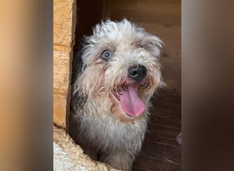 ♥SMILEY♥ ab 4. Sep auf Pflegestelle bei Köln - süßer, ruhiger und liebenswürdiger Junghund 25cm