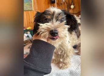 ♥PEGGY♥ ab 9.Okt auf Pflegestelle bei Köln - zuckersüße, aktive, zierliche kleine Junghündin 18cm