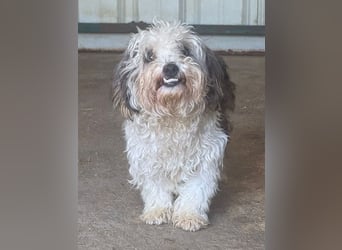 ♥SMILEY♥ neu auf Pflegestelle bei Köln - süßer, ruhiger und liebenswürdiger Junghund 25cm