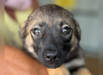 ♥JESSY♥ ab 4. Sep auf Pflegestelle bei Köln-zuckersüße, ganz aufgeschlossene Welpin 20 cm (wachsend)