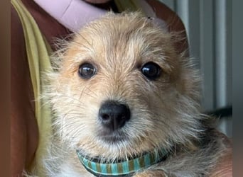 ♥JUDY♥ ab 4. Sep auf Pflegestelle bei Köln -zuckersüße, ganz aufgeschlossene Welpin 20 cm (wachsend)