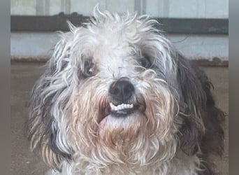 ♥SMILEY♥ ab 4. Sep auf Pflegestelle bei Köln - süßer, ruhiger und liebenswürdiger Junghund 25cm