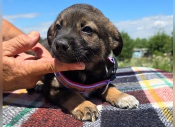 ♥JESSY♥ ab 4. Sep auf Pflegestelle bei Köln-zuckersüße, ganz aufgeschlossene Welpin 20 cm (wachsend)
