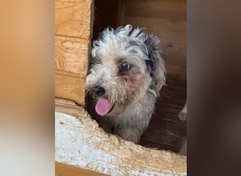 ♥SMILEY♥ ab 4. Sep auf Pflegestelle bei Köln - süßer, ruhiger und liebenswürdiger Junghund 25cm