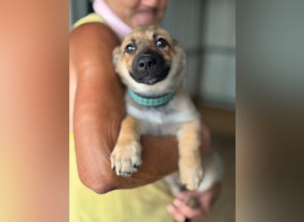 ♥JANNIS♥ ab 4. Sep auf Pflegestelle bei Köln - zuckersüßer, verspielter Welpe 20 cm (wachsend)