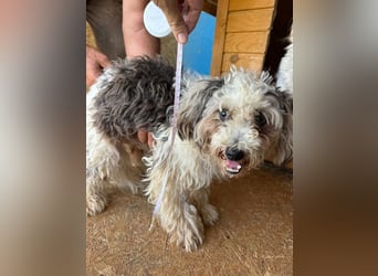 ♥SMILEY♥ neu auf Pflegestelle bei Köln - süßer, ruhiger und liebenswürdiger Junghund 25cm