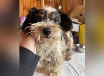 ♥PEGGY♥ ab 9.Okt auf Pflegestelle bei Köln - zuckersüße, aktive, zierliche kleine Junghündin 18cm