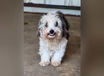 ♥SMILEY♥ neu auf Pflegestelle bei Köln - süßer, ruhiger und liebenswürdiger Junghund 25cm