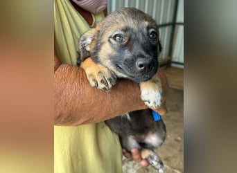 ♥JESSY♥ ab 4. Sep auf Pflegestelle bei Köln-zuckersüße, ganz aufgeschlossene Welpin 20 cm (wachsend)