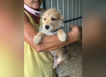 ♥JUDY♥ ab 4. Sep auf Pflegestelle bei Köln -zuckersüße, ganz aufgeschlossene Welpin 20 cm (wachsend)