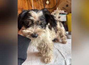 ♥PEGGY♥ ab 9.Okt auf Pflegestelle bei Köln - zuckersüße, aktive, zierliche kleine Junghündin 18cm