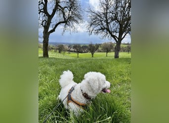 Bichon Frisé Deckenrüde