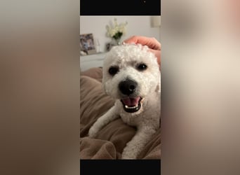Reinrassiger Bichon Frisé Deckrüde
