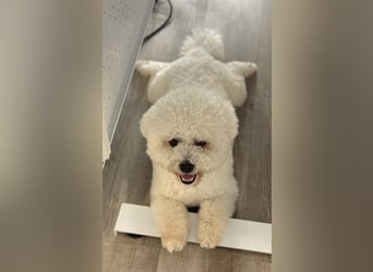 Bichon Frisé Deckenrüde