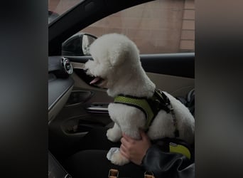 Bichon Frisé Deckenrüde