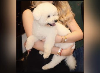 Bichon Frisé Deckenrüde