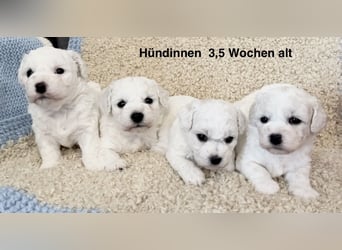 Bichon Frise Welpen suchen ein liebes Zuhause
