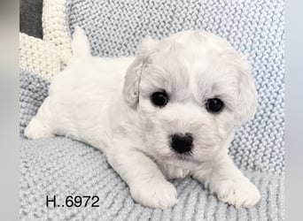 Bichon Frise Welpen suchen ein liebes Zuhause