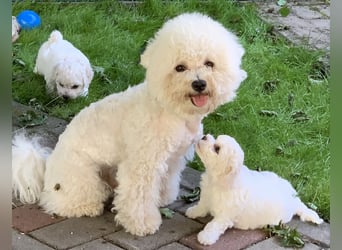 Bichon Frise Welpen suchen ein liebes Zuhause