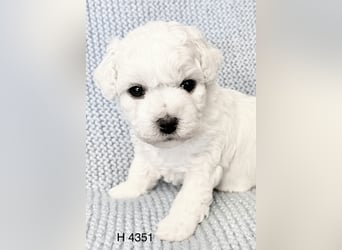 Bichon Frise Welpen suchen ein liebes Zuhause