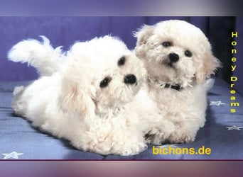 Bichon Frise Welpen suchen ein liebes Zuhause