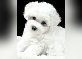 Bichon Frise Welpen suchen ein liebes Zuhause