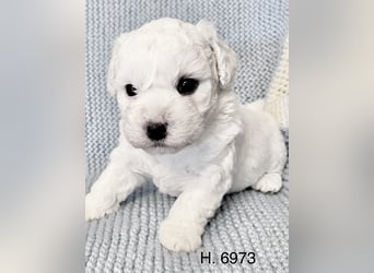 Bichon Frise Welpen suchen ein liebes Zuhause